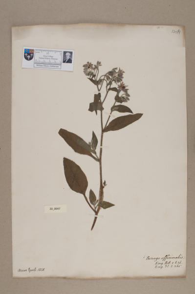 NHM_HH_20.47-2010 image NHM_HH_20.47-2010