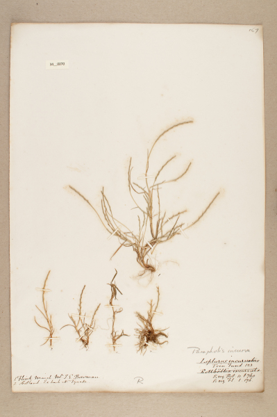 NHM_HH_34.70-2010 image NHM_HH_34.70-2010