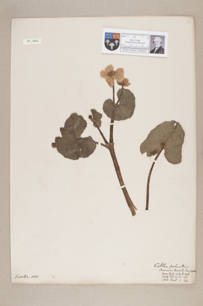 NHM_HH_7.11-2010 image NHM_HH_7.11-2010