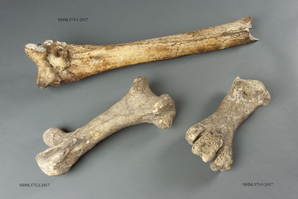 NHM.575-2017-A image NHM.575-2017-A