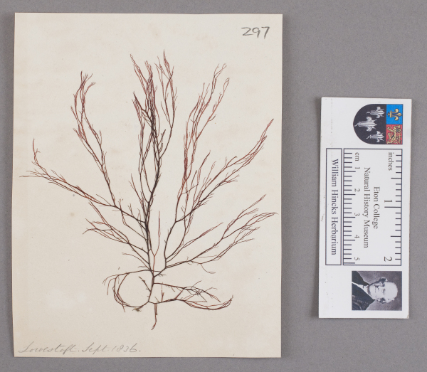 NHM_HH_1.297-2010 image NHM_HH_1.297-2010