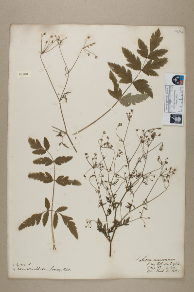 NHM_HH_22.21-2010 image NHM_HH_22.21-2010