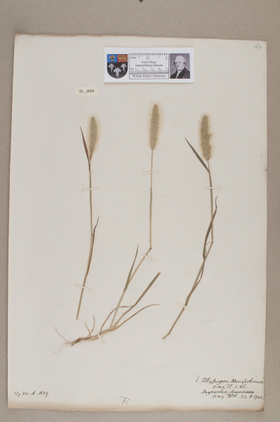 NHM_HH_35.83-2010 image NHM_HH_35.83-2010