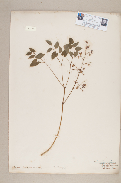 NHM_HH_7.88-2010 image NHM_HH_7.88-2010