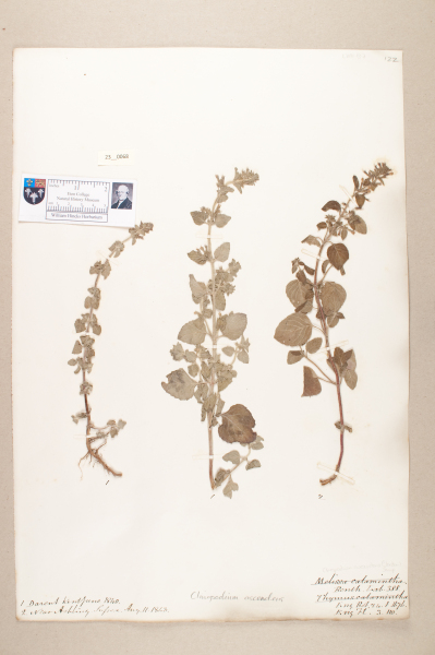 NHM_HH_23.68-2010 image NHM_HH_23.68-2010