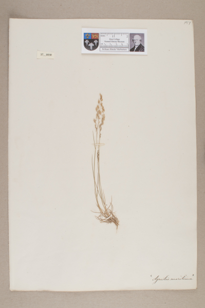 image NHM_HH_37.38-2010