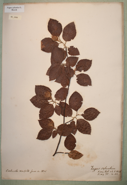 NHM_HH_8.88-2010 image NHM_HH_8.88-2010