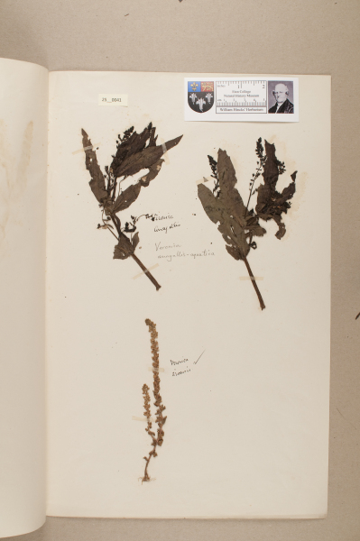 NHM_HH_25.41-2010 image NHM_HH_25.41-2010