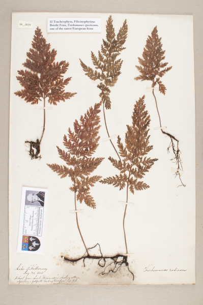 NHM_HH_4.19-2010 image NHM_HH_4.19-2010