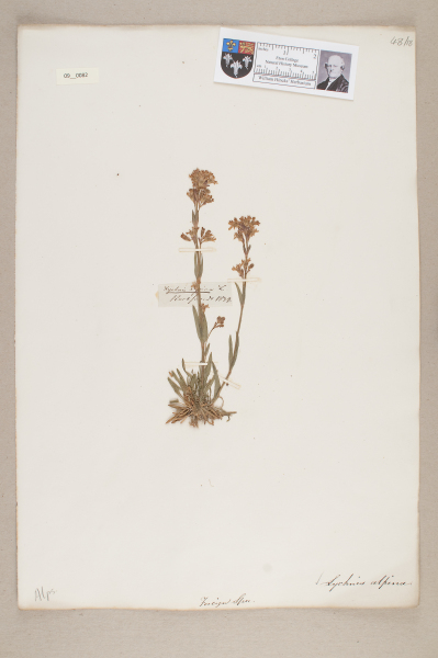 NHM_HH_9.82-2010 image NHM_HH_9.82-2010