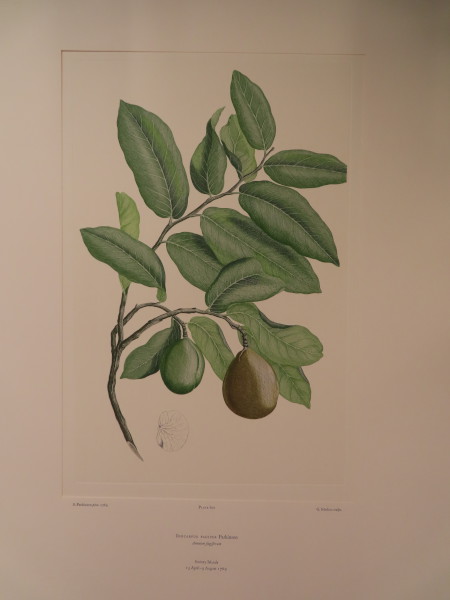 FDA-E.2916_28_20-2016-A image FDA-E.2916_28_20-2016-A