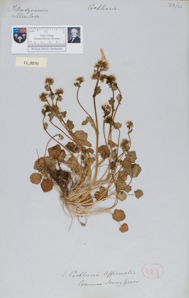 NHM_HH_11.70-2010 image NHM_HH_11.70-2010