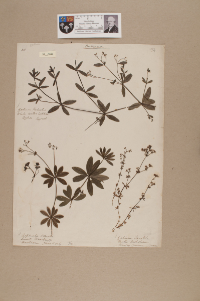 NHM_HH_26.34-2010 image NHM_HH_26.34-2010