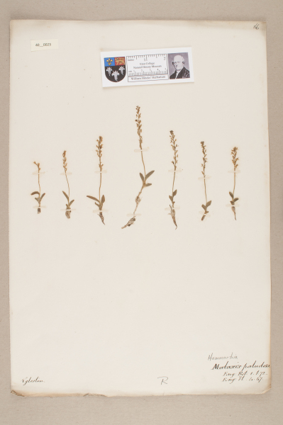 NHM_HH_40.23-2010 image NHM_HH_40.23-2010