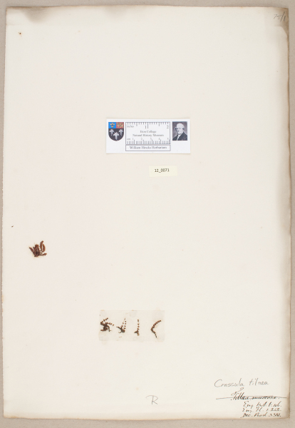 NHM_HH_12.71-2010 image NHM_HH_12.71-2010