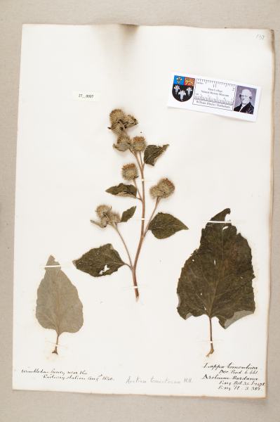 NHM_HH_27.7-2010 image NHM_HH_27.7-2010