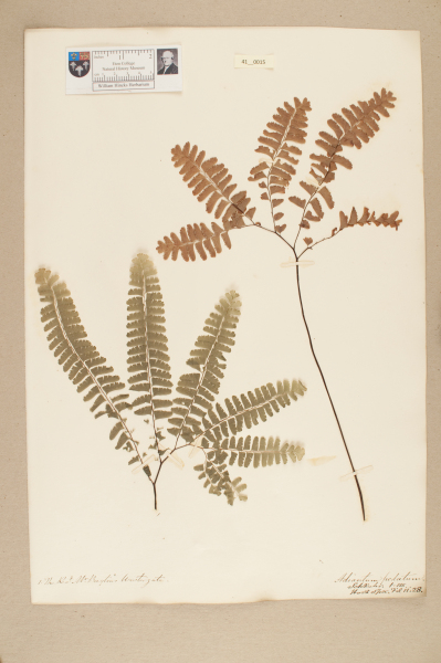 NHM_HH_41.15-2010 image NHM_HH_41.15-2010