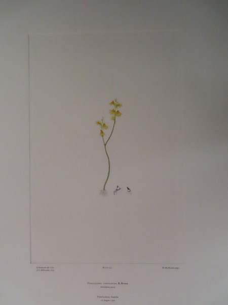 image FDA-E.2916_11_13-2016