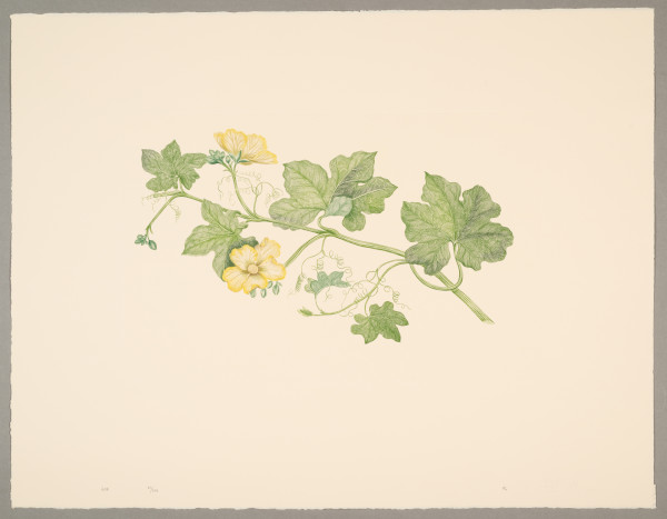 image FDA-E.2916_29_5-2016-crA