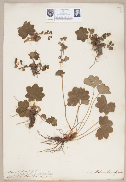 NHM_HH_13.80-2010 image NHM_HH_13.80-2010