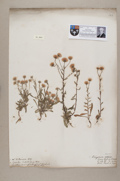 NHM_HH_29.16-2010 image NHM_HH_29.16-2010