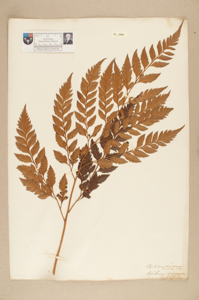 image NHM_HH_41.84-2010