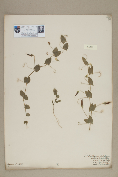 NHM_HH_15.59-2010 image NHM_HH_15.59-2010