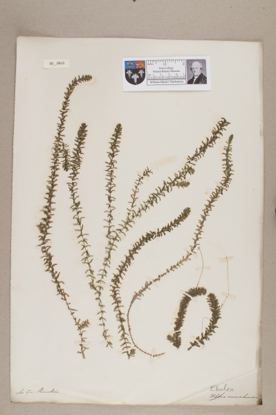 NHM_HH_30.13-2010 image NHM_HH_30.13-2010