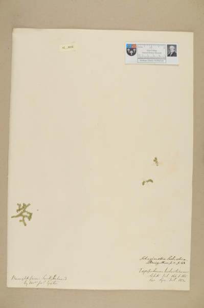 NHM_HH_42.26-2010 image NHM_HH_42.26-2010