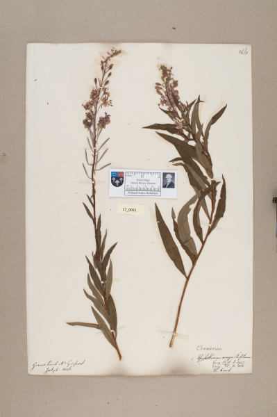 NHM_HH_17.31-2010 image NHM_HH_17.31-2010