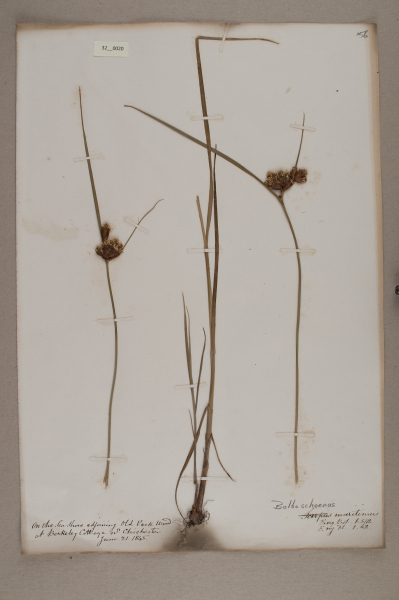 NHM_HH_32.20-2010 image NHM_HH_32.20-2010