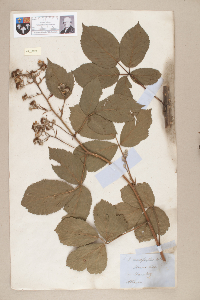 NHM_HH_43.28-2010 image NHM_HH_43.28-2010