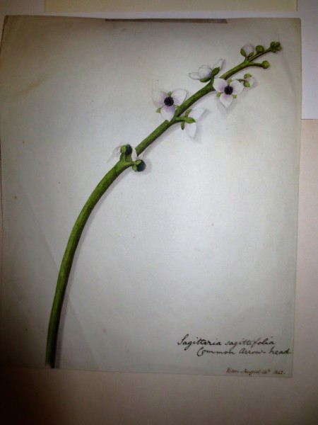 FDA-D.1351-2015-A image FDA-D.1351-2015-A