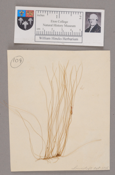 NHM_HH_1.109-2010 image NHM_HH_1.109-2010