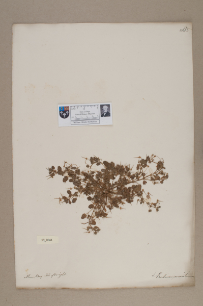 NHM_HH_19.41-2010 image NHM_HH_19.41-2010