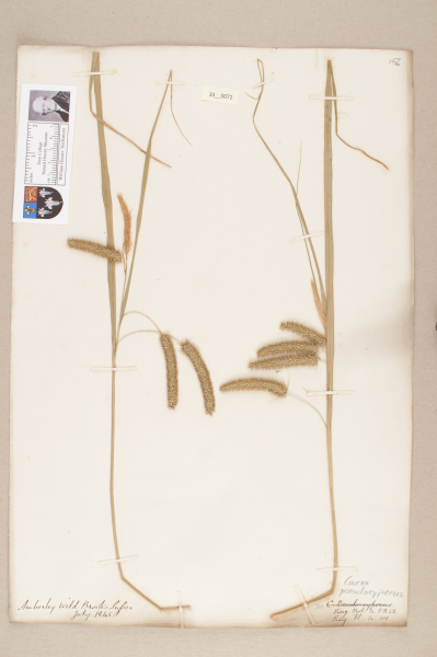 NHM_HH_33.72-2010 image NHM_HH_33.72-2010