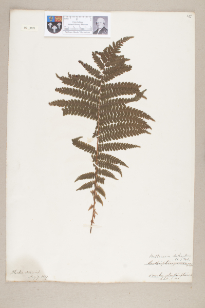 image NHM_HH_5.21-2010