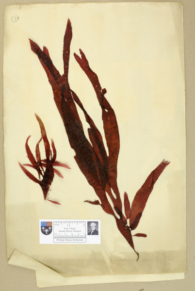 NHM_HH_1.20-2010 image NHM_HH_1.20-2010