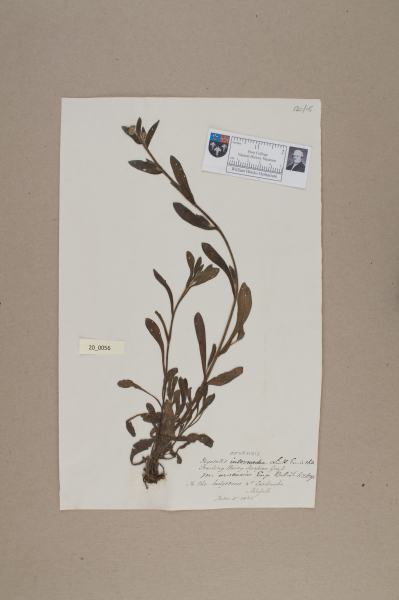 NHM_HH_20.56-2010 image NHM_HH_20.56-2010