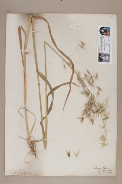 NHM_HH_35.10-2010 image NHM_HH_35.10-2010