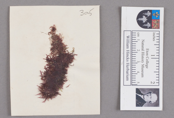 NHM_HH_1.305-2010 image NHM_HH_1.305-2010