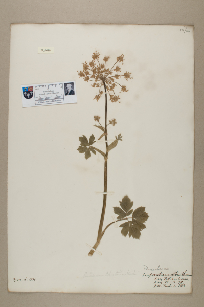 NHM_HH_22.30-2010 image NHM_HH_22.30-2010