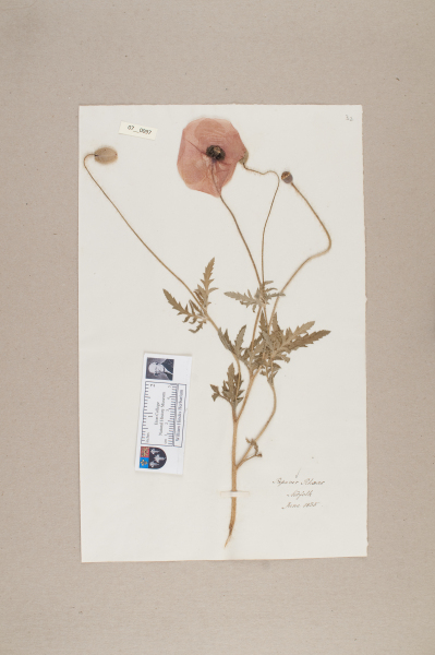 NHM_HH_7.97-2010 image NHM_HH_7.97-2010