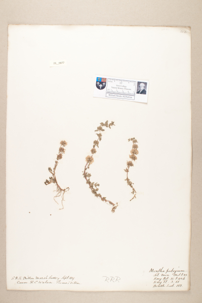 NHM_HH_23.77-2010 image NHM_HH_23.77-2010