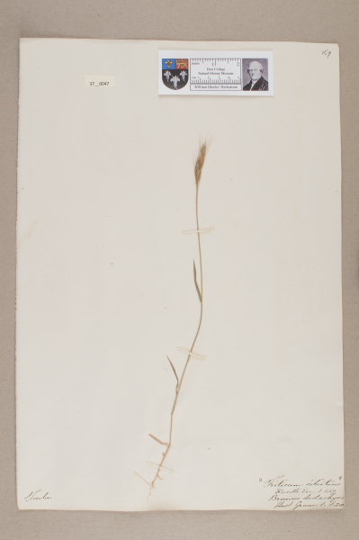 NHM_HH_37.47-2010 image NHM_HH_37.47-2010