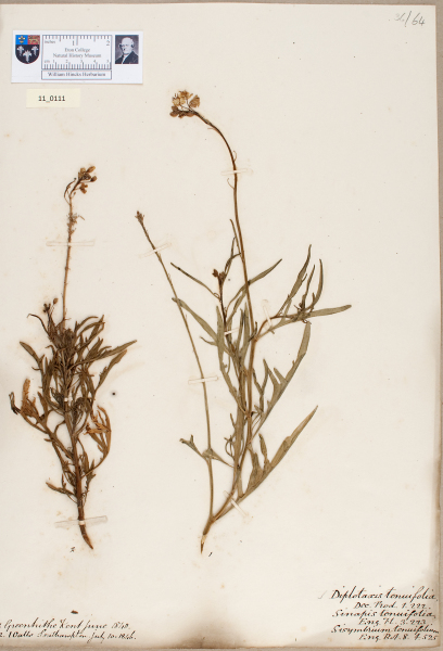 NHM_HH_11.111-2010 image NHM_HH_11.111-2010