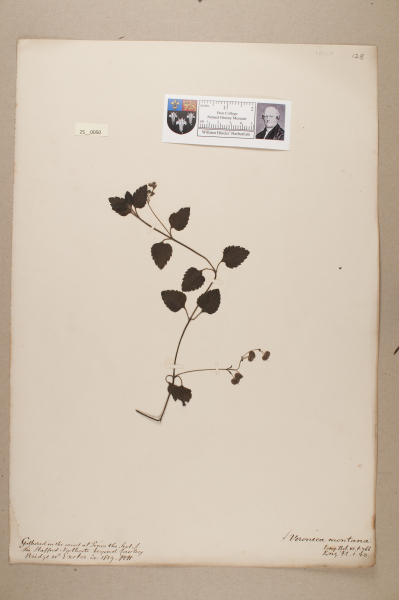 NHM_HH_25.50-2010 image NHM_HH_25.50-2010