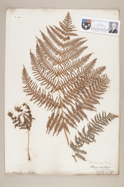 NHM_HH_4.28-2010 image NHM_HH_4.28-2010