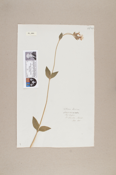 NHM_HH_9.91-2010 image NHM_HH_9.91-2010