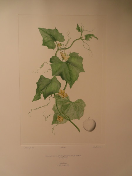 image FDA-E.2916_28_25-2016-A